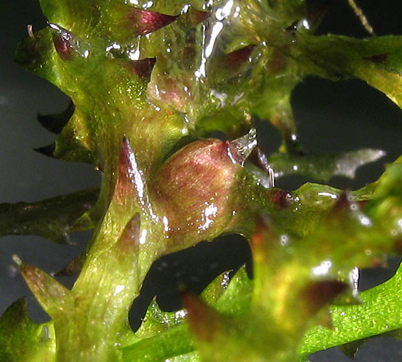 Detailed Picture 3 of Holly-leaved Water-nymph