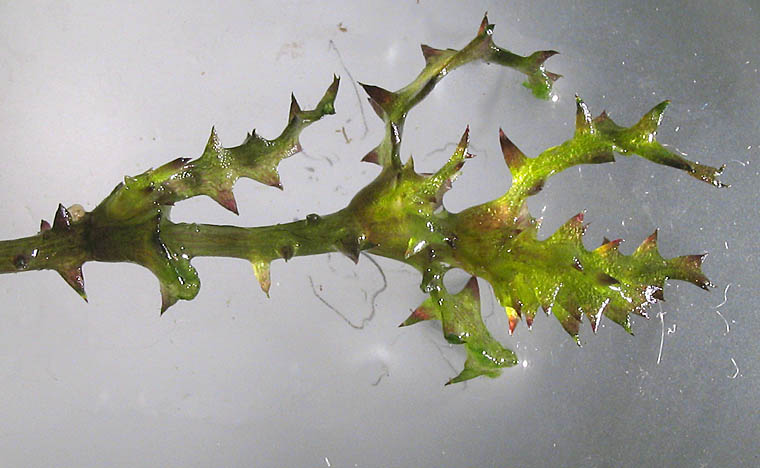 Detailed Picture 5 of Holly-leaved Water-nymph