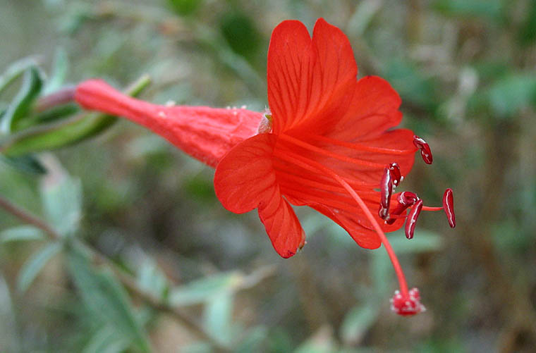 Detailed Picture 2 of California Fuchsia