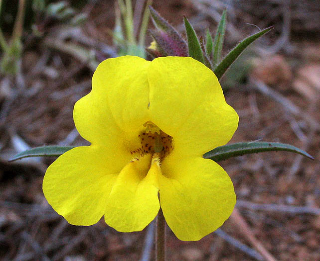 Detailed Picture 1 of Yellow Monkey Flower