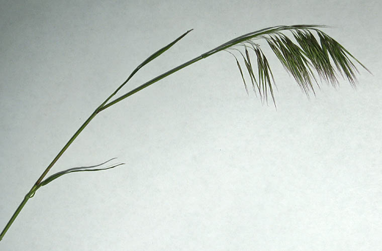 Detailed Picture 3 of Cheat Grass