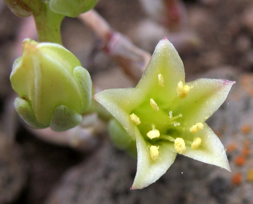 Detailed Picture 2 of Conejo Dudleya