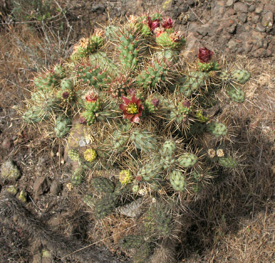 Detailed Picture 3 of Coast Cholla