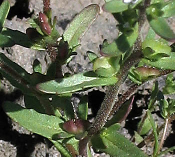 Detailed Picture 5 of Hairy Purslane Speedwell