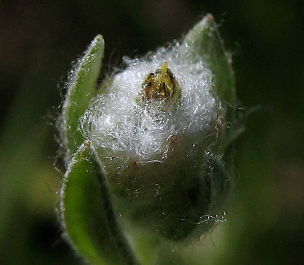 Detailed Picture 1 of Slender Cotton Weed