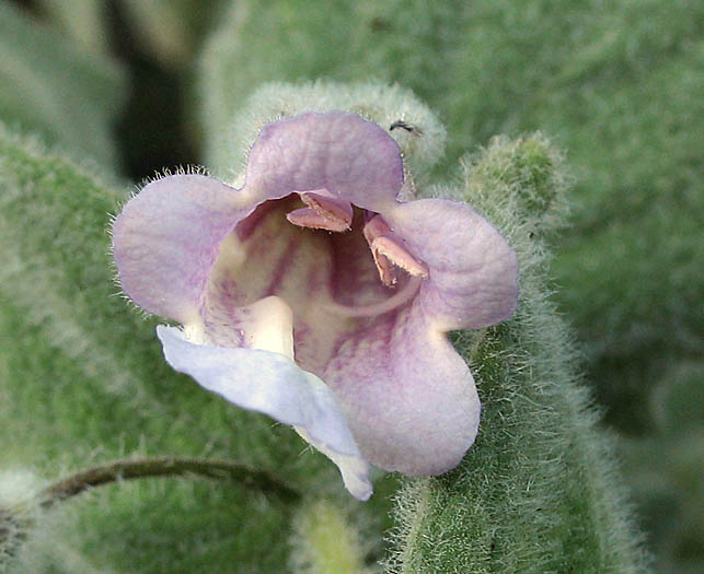 Detailed Picture 3 of Pitcher Sage