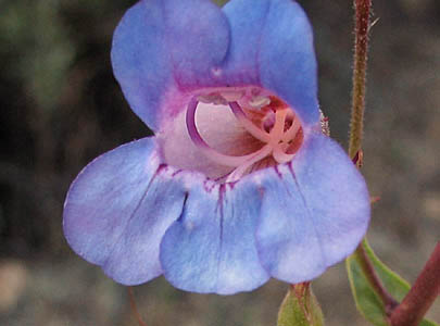 Detailed Picture 2 of Notable Penstemon