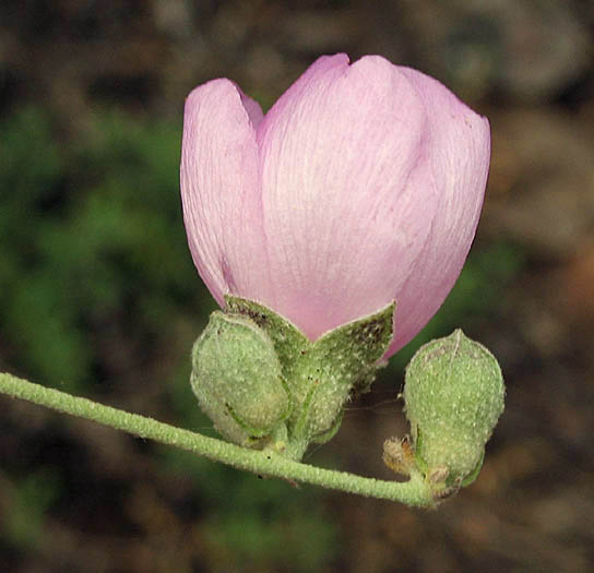 Detailed Picture 2 of Bush Mallow