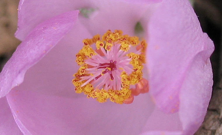 Detailed Picture 1 of Bush Mallow