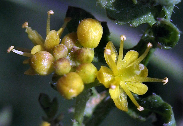 Detailed Picture 1 of Yellow Cress