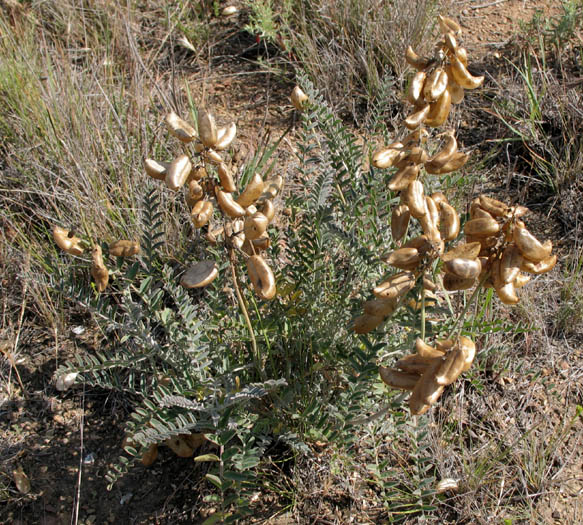 Detailed Picture 4 of Southern California Locoweed