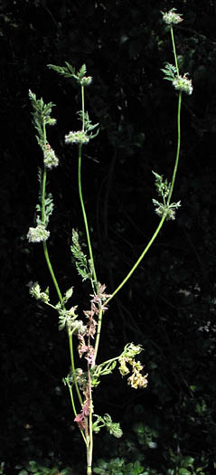 Detailed Picture 3 of Knotted Hedge-parsley