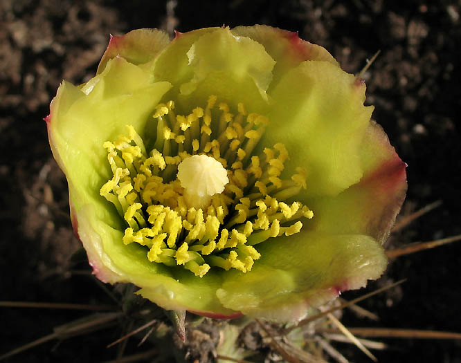 Detailed Picture 1 of Cane Cholla