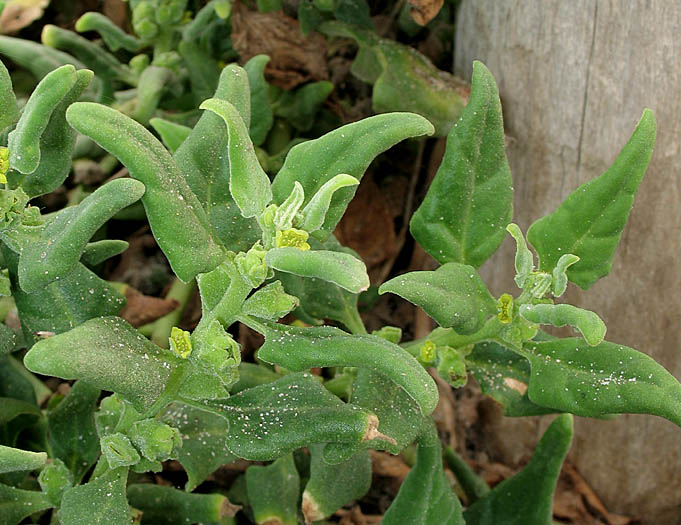 Detailed Picture 3 of New Zealand Spinach