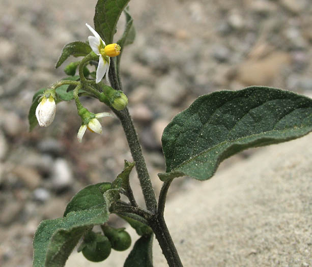 Detailed Picture 2 of Little White Nightshade