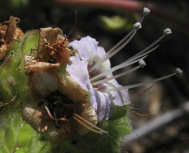 Detailed Picture 2 of Branching Phacelia