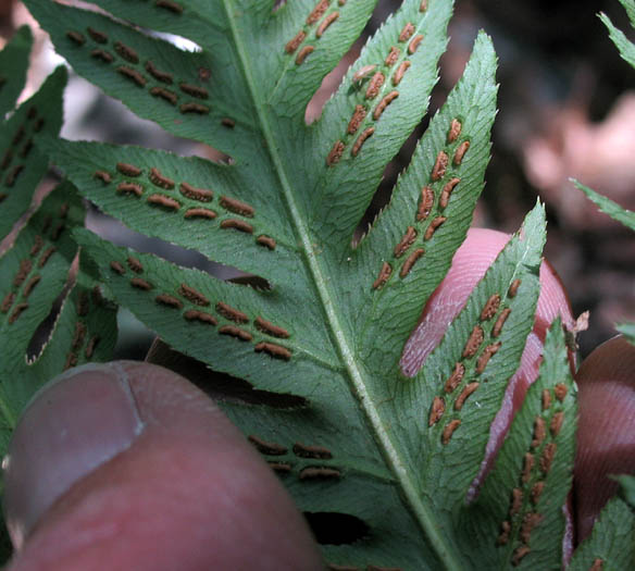 Detailed Picture 5 of Giant Chain Fern