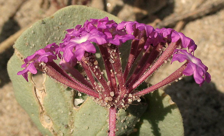 Detailed Picture 3 of Pink Sand Verbena