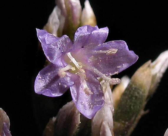 Detailed Picture 1 of Western Marsh-rosemary