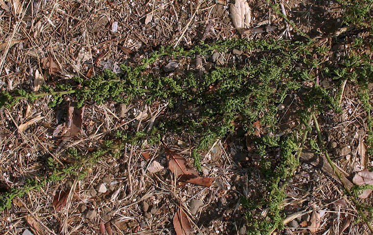 Detailed Picture 8 of Cut-leaved Goosefoot