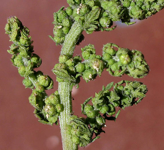 Detailed Picture 5 of Cut-leaved Goosefoot