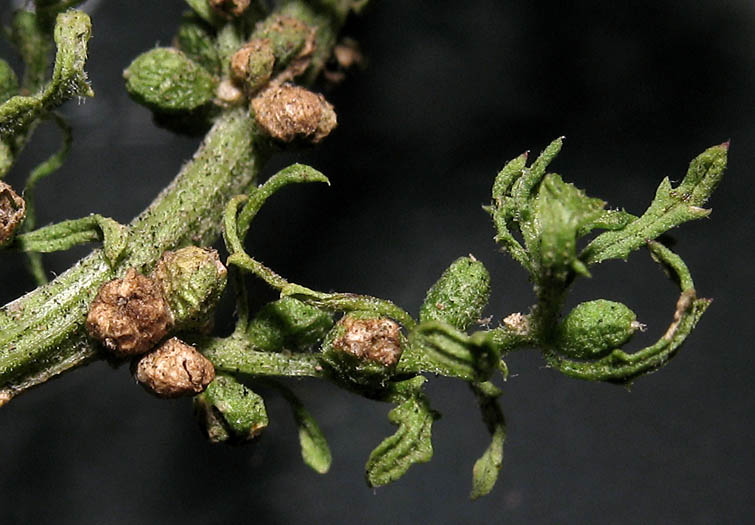 Detailed Picture 9 of Cut-leaved Goosefoot
