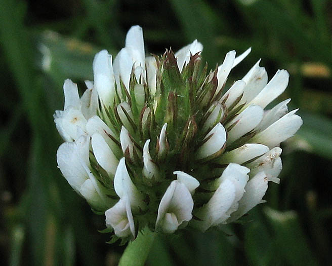 Detailed Picture 1 of White Clover