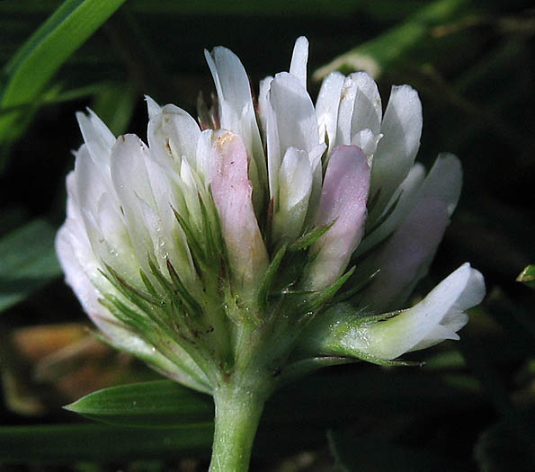 Detailed Picture 2 of White Clover