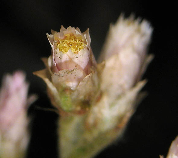 Detailed Picture 1 of Pink Everlasting