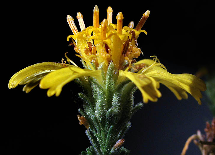 Detailed Picture 2 of Santa Susana Tarweed
