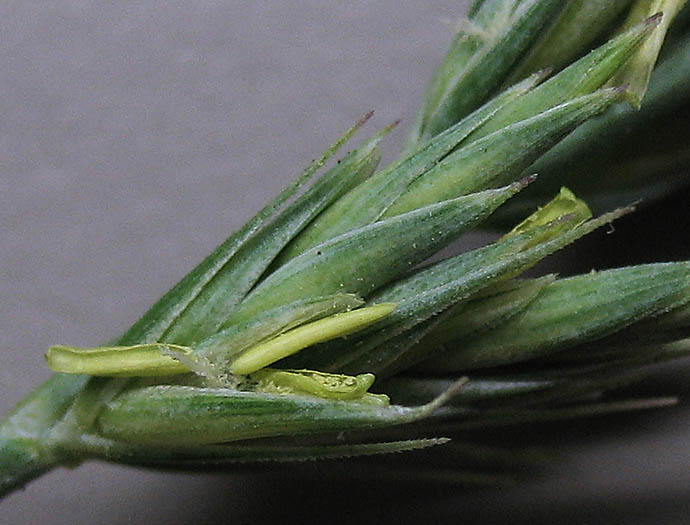 Detailed Picture 2 of Beardless Wild Rye