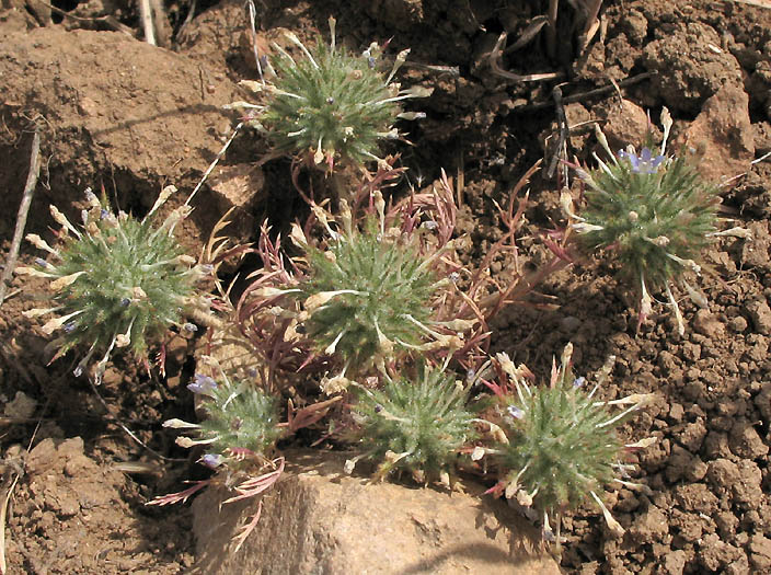 Detailed Picture 7 of Downy Navarretia