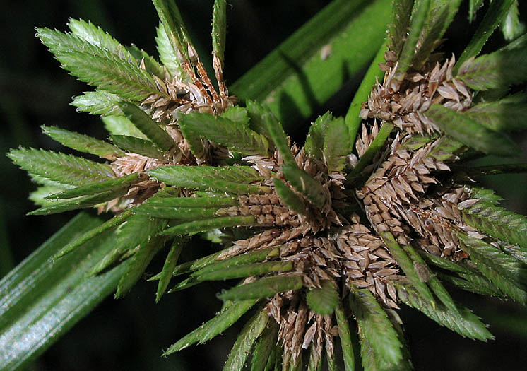 Detailed Picture 2 of Tall Cyperus