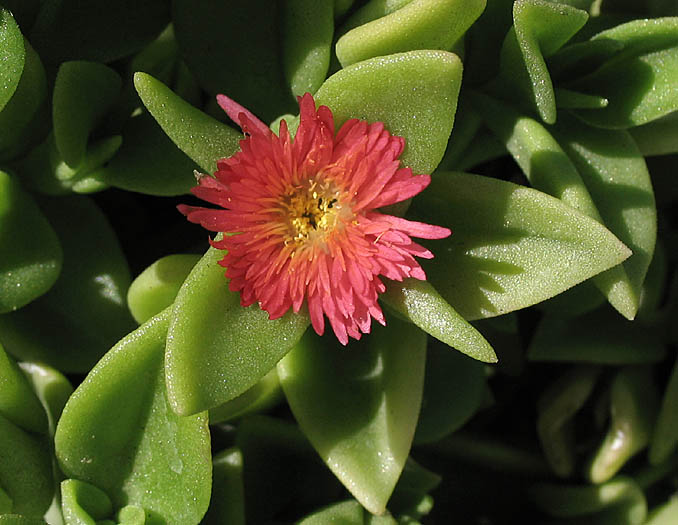 Detailed Picture 3 of Heartleaf Iceplant