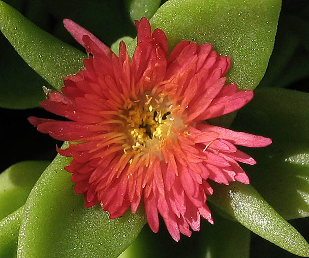 Detailed Picture 1 of Heartleaf Iceplant