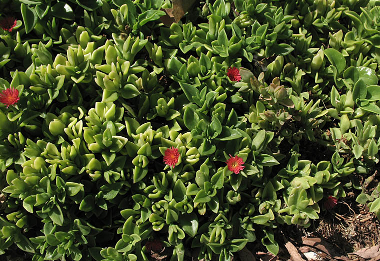 Detailed Picture 4 of Heartleaf Iceplant