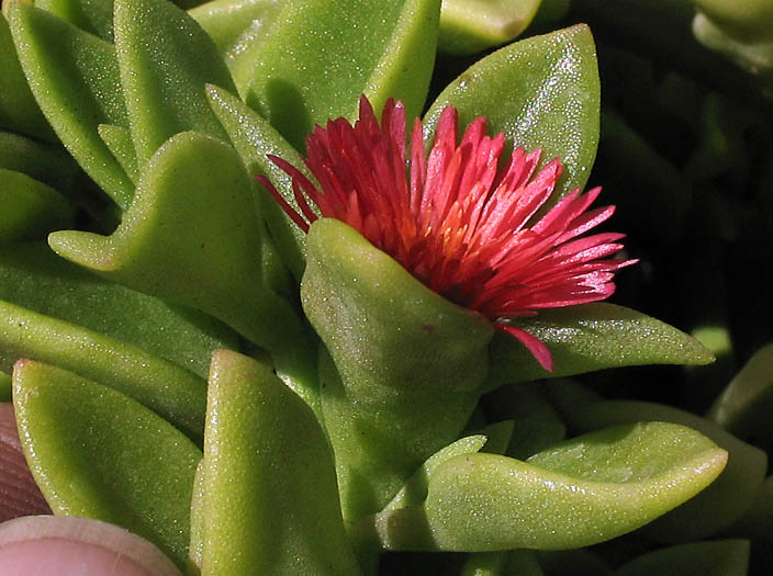 Detailed Picture 2 of Heartleaf Iceplant