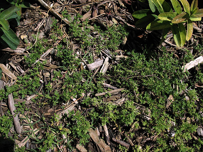 Detailed Picture 7 of Lesser Swine Cress