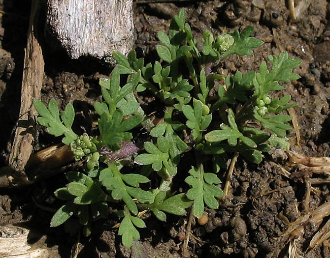 Detailed Picture 6 of Lesser Swine Cress