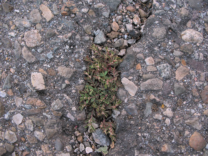 Detailed Picture 3 of Spotted Spurge