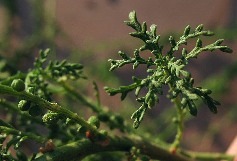 Detailed Picture 7 of Cut-leaved Goosefoot