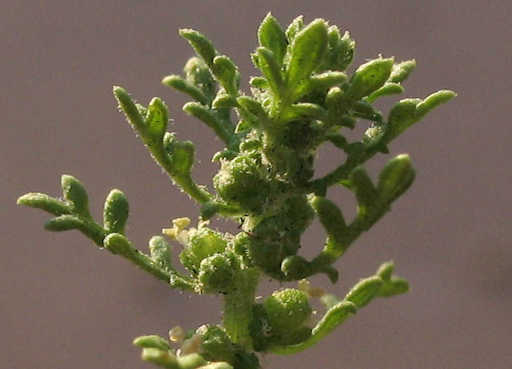 Detailed Picture 6 of Cut-leaved Goosefoot