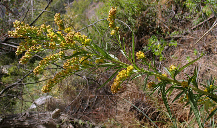 Detailed Picture 3 of Southern Goldenrod