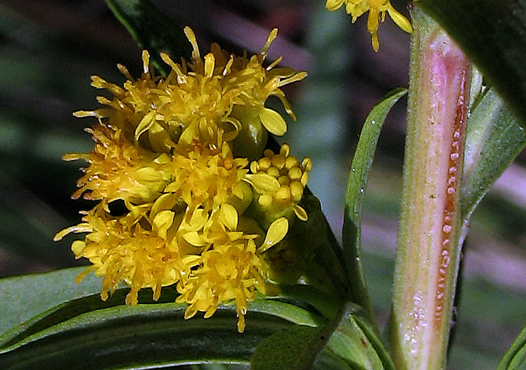 Detailed Picture 1 of Southern Goldenrod