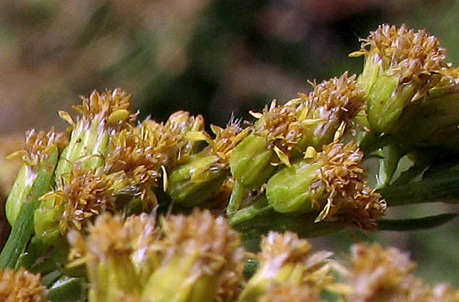 Detailed Picture 2 of Southern Goldenrod