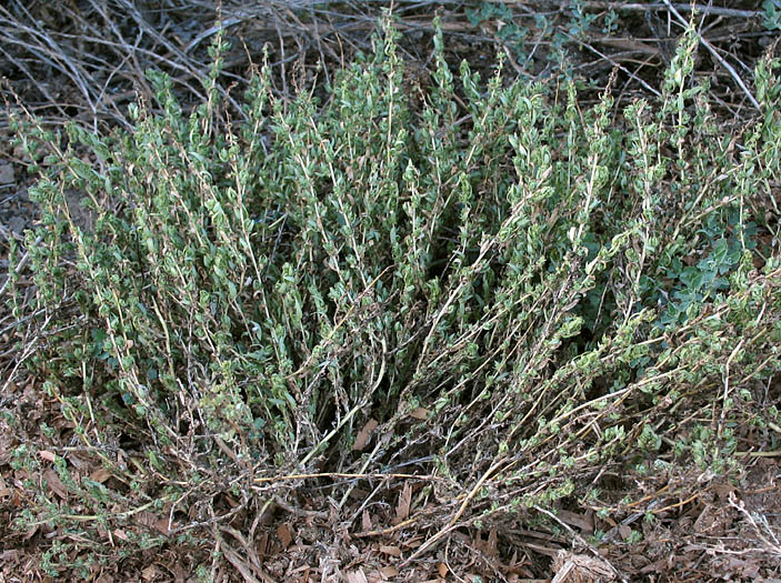 Detailed Picture 7 of Annual Saltbush