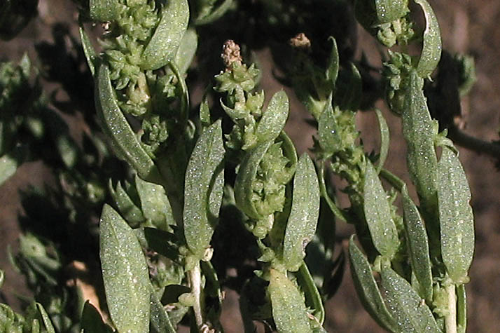 Detailed Picture 5 of Annual Saltbush