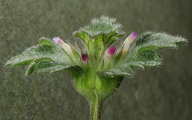 Detailed Picture 4 of Henbit