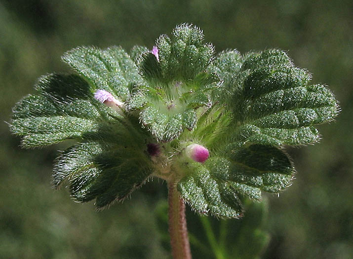 Detailed Picture 3 of Henbit
