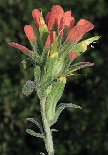 Detailed Picture 2 of Woolly Paintbrush